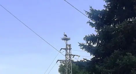 Служители на ЕРП Север подпомогнаха безопасното изграждане на гнездо на щъркели в русенското село Бръшлен /галерия/ Служители на ЕРП Север подпомогнаха безопасното изграждане на гнездо на щъркели в русенското село Бръшлен /галерия/