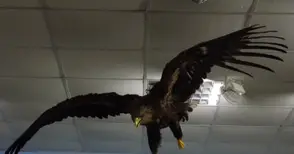 Морски орел в полет обогати Екомузея