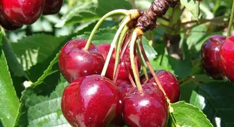 Черешопроизводители на протест, цените са ниски, руското ембарго пречи