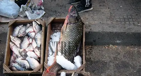 10-килограмов шаран зарадва перничани, уловили го в Гърция 10-килограмов шаран зарадва перничани, уловили го в Гърция