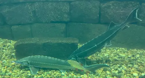 Оцелялата след токовия удар червеноперка посрещна новите есетри в Екомузея