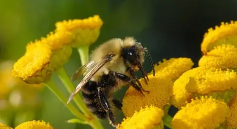 Откриха гени на аутизма в пчели