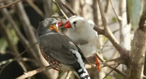 Учени напиха птици в името на науката