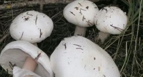 Тъща, щерка и зет излязоха за гъби и направиха най-страшната грешка