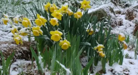 Прогноза: Сняг утре, слънце по Великден