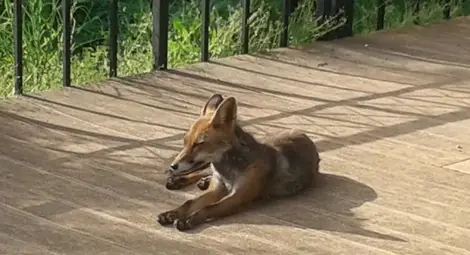 Младо лисиче се разхожда по алеята  на крепостта Сексагинта Приста