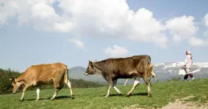 441 млечни ферми в Русенско затварят на 1 януари 