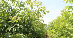 Фирма продадена на цената на кола трета ръка малко преди присъда да върне 226 000 субсидия