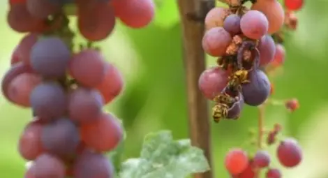 Лозари очакват лошо качество и критично ниски добиви на грозде Лозари очакват лошо качество и критично ниски добиви на грозде