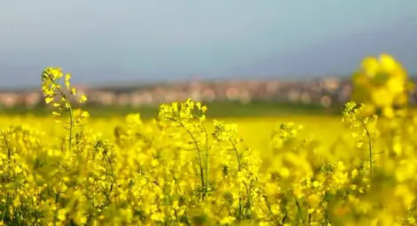 По 275 кг рапица  прибират от декар