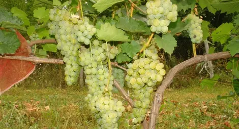 „Образцов чифлик“ пуска нов сорт грозде в конкурс за иновации на „Агра“ „Образцов чифлик“ пуска нов сорт грозде в конкурс за иновации на „Агра“