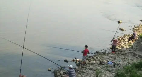 Уловът на риба в Дунав намалял 50 пъти от най-добрите години