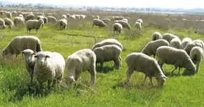 „Елана Агрокредит“ финансира вече и покупка на пасища