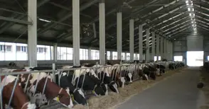 Броят на млечните ферми  в Русенско падна под 100