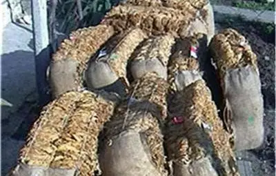 Преведоха близо 105 млн. лева на тютюнопроизводителите