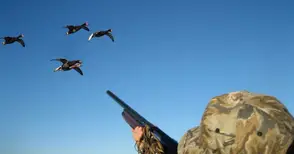 Свалят рязко цените на основни видове дивеч