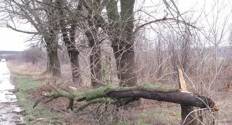 Клон на съборено от буря дърво прониза пътничка в джип