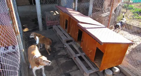 Доброволци сглобиха нови къщички за кучетата в приют