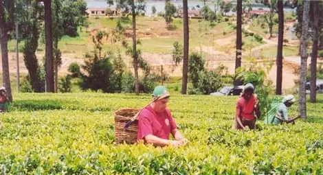 Създадоха чай от кафени листа Създадоха чай от кафени листа