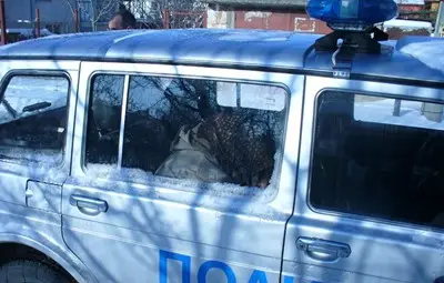 Пенсионер закла две прасета, после и сина си