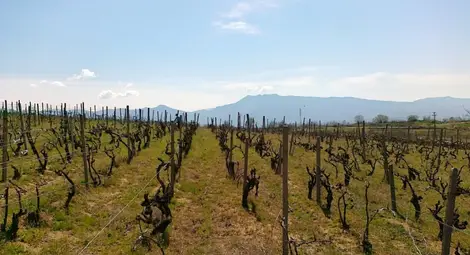 Две трети от лозята  в Русенско пустеят