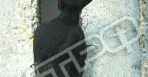 Кълвач проби хралупа в бетонен стълб