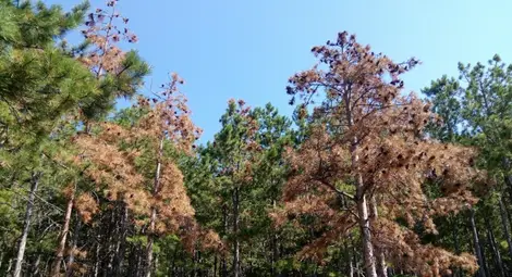 Климатът убива 230 декара иглолистни гори в Русенско