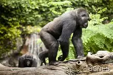 Горила нападна фотограф в природен парк