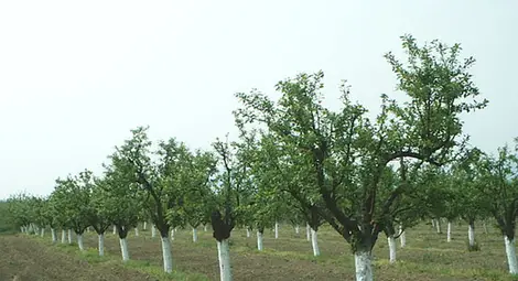 267% печалба за 2 години носи покупката на овощни градини 267% печалба за 2 години носи покупката на овощни градини