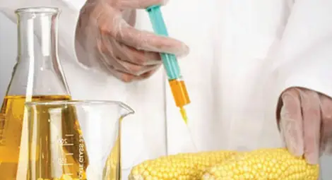 ГМО - основно в соеви и царевични продукти