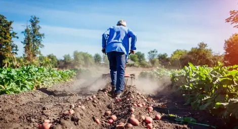 Безработните ще запазят социалните си помощи, ако се включат в сезонна селскостопанска работа