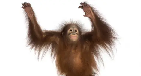 Аржентински съд даде човешки права на орангутан