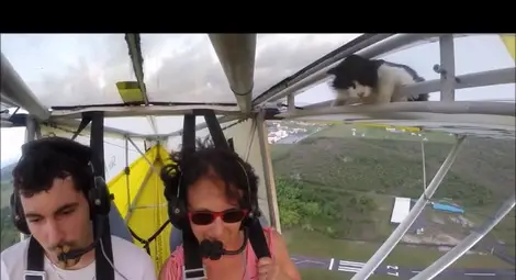 Хит в интернет: Котка лети с делтапланер (видео)