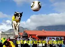 Футболист хвърли съотборник на кучетата /Видео/