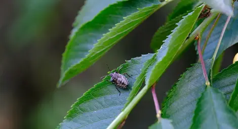 Четири съвета за борба с дървеници