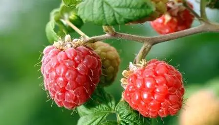 Ароматът на малини помага за отслабване