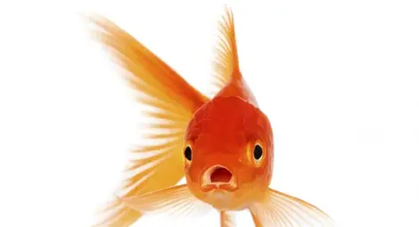 Хората внимават по-малко от златните рибки Хората внимават по-малко от златните рибки