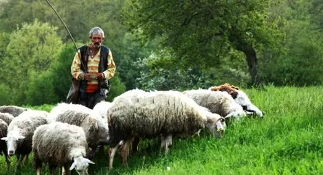 Година отсрочка за кредити за фураж на животновъдите