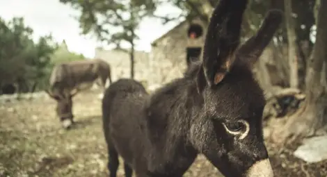 Дъги – магаренцето, което се мисли за куче Дъги – магаренцето, което се мисли за куче