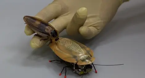 Създадоха &bdquo;робохлебарка&ldquo; разузнавач