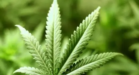 Официално! БАН иска легализация на марихуаната!