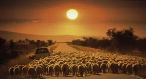 34 овце избити при сблъсък с "Алфа Ромео"