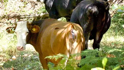 Мистериозна смърт масово покосява кравите у нас