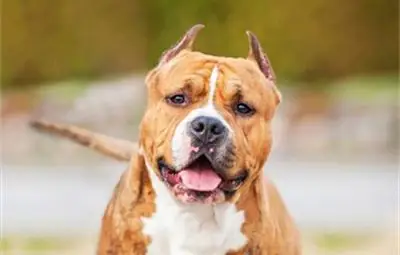 Питбул, използван за боеве, нападна жена и уби две кучета на метри от училище