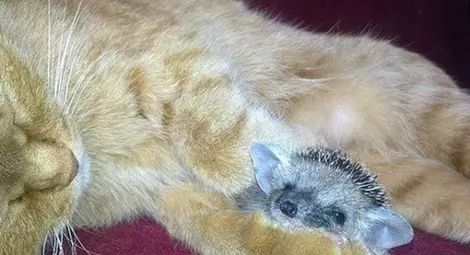 Котка осинови таралежчета (Снимки)