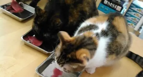 В този японски офис работят не само хора, но и котки /Снимки/ В този японски офис работят не само хора, но и котки /Снимки/