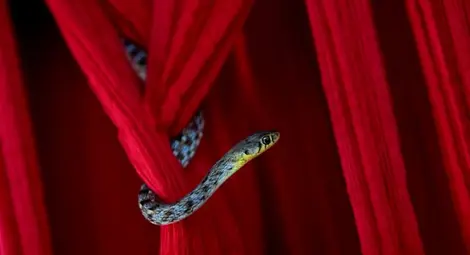 Разкриха тайната на полета на летящите змии /видео/ Разкриха тайната на полета на летящите змии /видео/