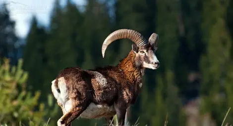 62 муфлона са умрели от болестта "син език" в ловно стопанство в Сатовча