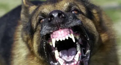 Жена нахапана и със счупена ръка след среща с изпуснато куче пазач