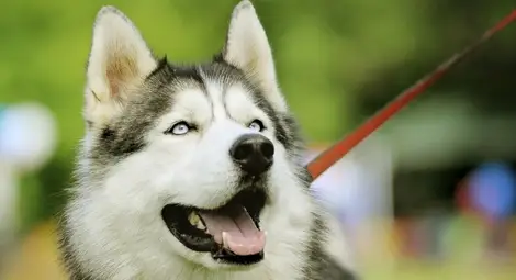 Куче на марихуана? Не е забавно, а опасно (видео)